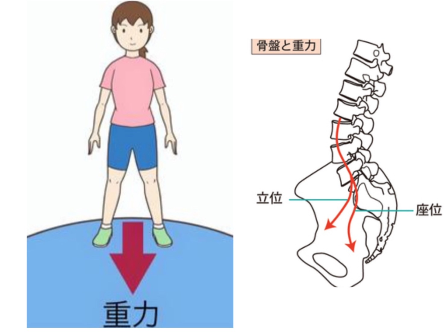 重力と骨格の関係