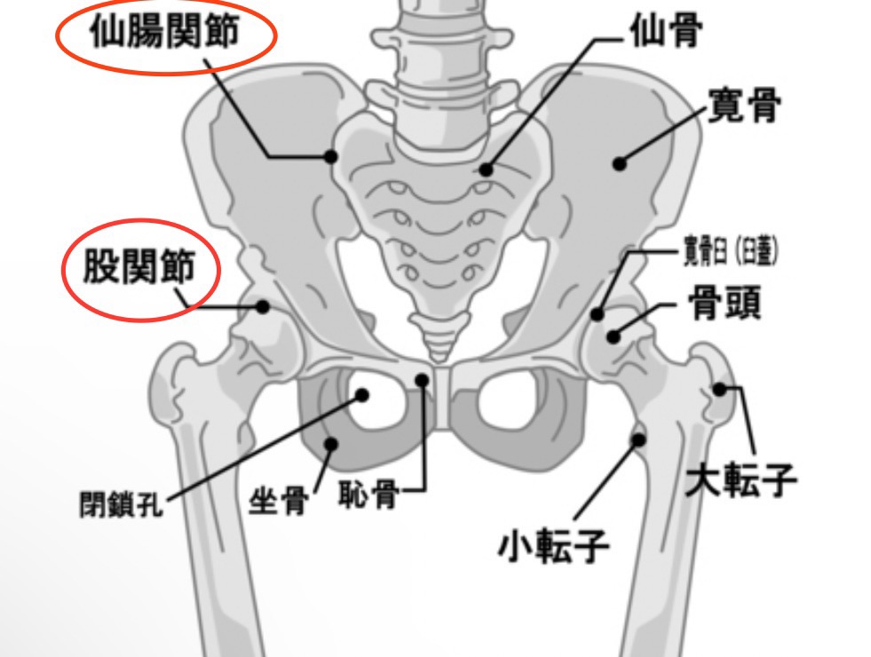 骨盤の詳細