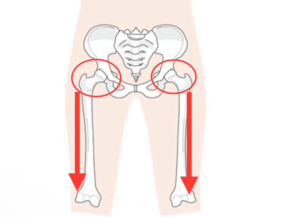 股関節の力の方向性