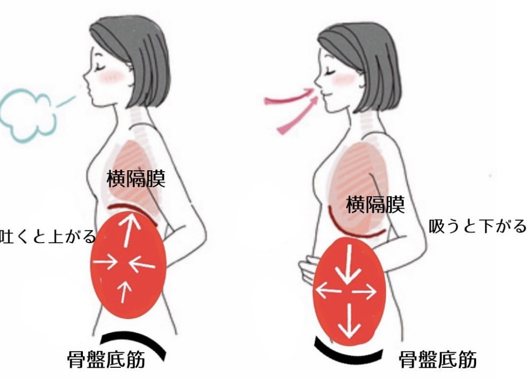 腹圧と横隔膜と骨盤底筋の連動