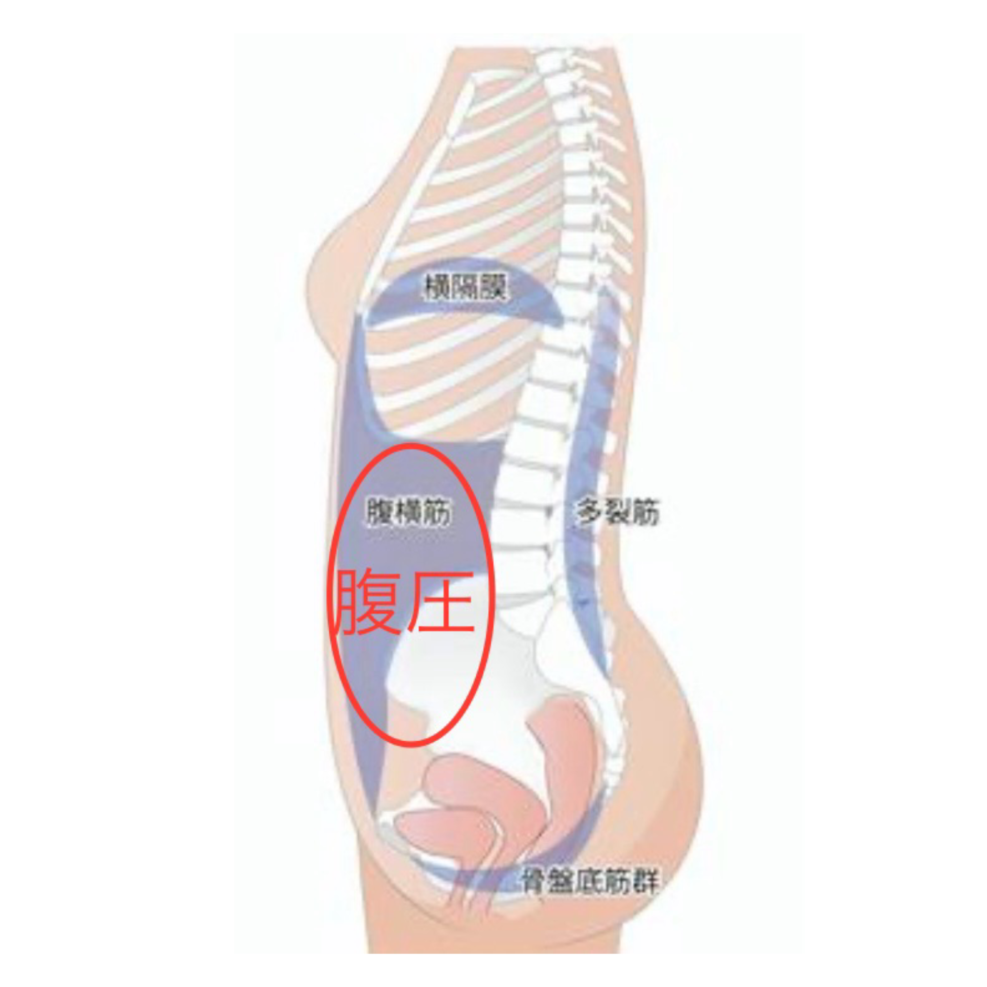 骨格を横からみて腹圧がどこに入るのか現した図