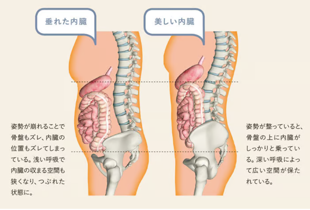 姿勢の崩れにより内臓下垂し骨盤底筋に負担がかかる