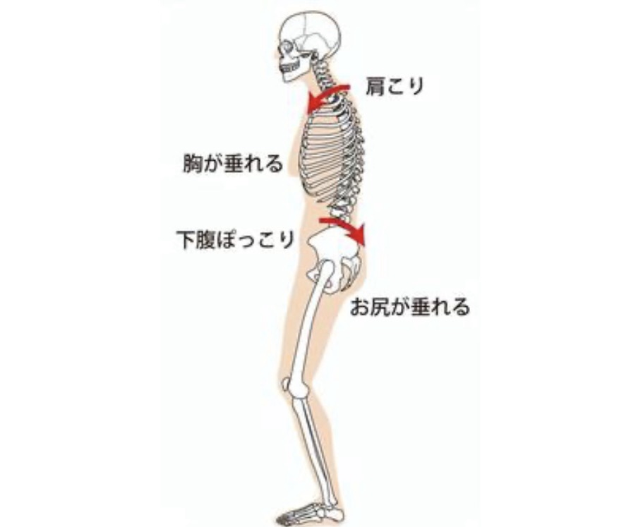 骨格と体型の繋がり